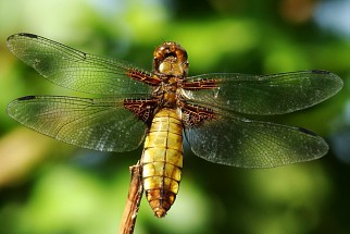 Libellula depressa - Plattbauch